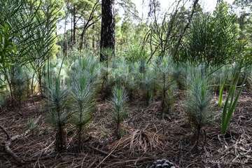 De ruta por el macizo de Tamadaba/Antonio Ali.
